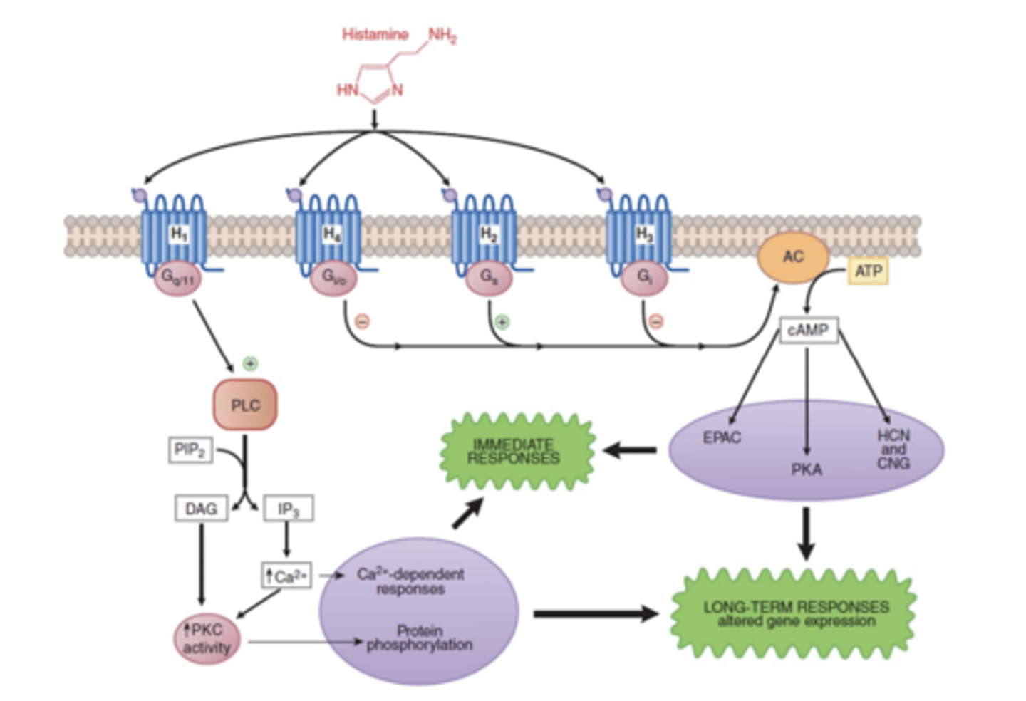 <p>a ligand that can bind to different isoforms of receptors (ex: histamine can couple to a variety of G-protein linked signal transduction pathways via 4 different receptors)</p>