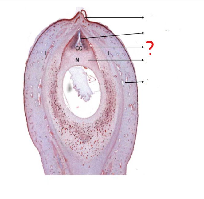 <p>identify the part labeled with a question mark; a proboscis-like outgrowth of the nucellus at the micropylar end, being the obligatory path for the pollen tube entering the ovule</p>