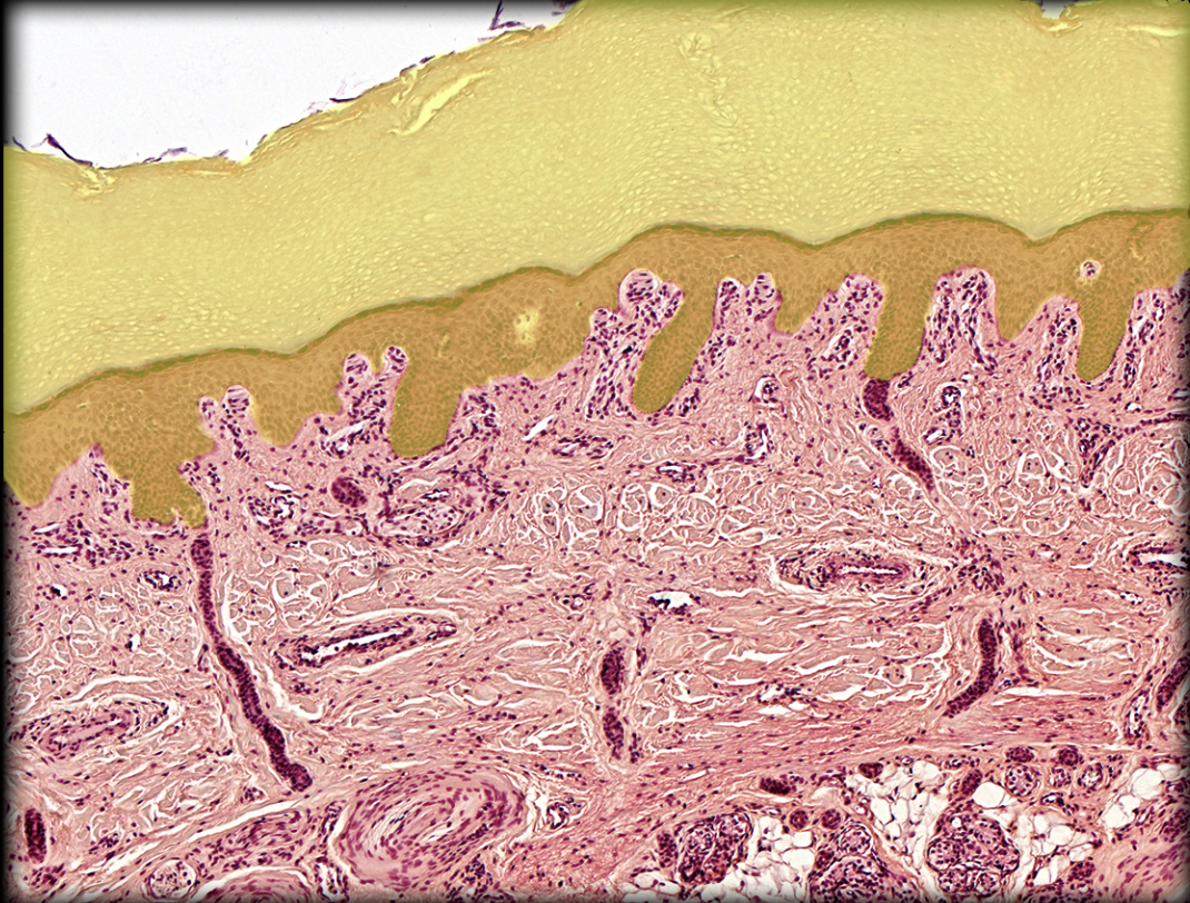<p>Identify tissue by the image</p>