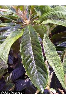 <p>Loquat</p>
