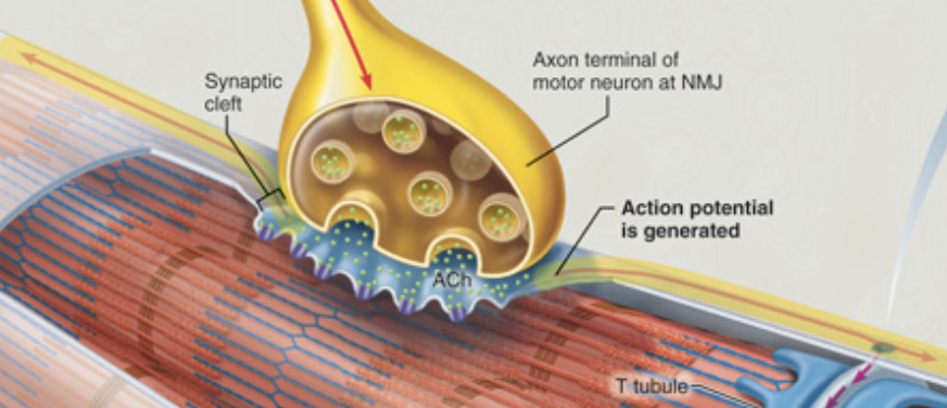 <p>Consider how the action potential that initiates contraction is delivered to the muscle cell.</p><p>Which of the choices below correctly describes how an action potential generated at the neuromuscular junction (NMJ) is converted to excitation in the muscle fiber?</p><p></p><p>An action potential in the motor neuron directly triggers an action potential at the sarcolemma.</p><p>An action potential in the motor neuron causes ACh to be released into the synaptic cleft. Binding of ACh to sarcolemma receptors initiates graded potentials.</p><p>ACh binds at a receptor in the motor neuron, which initiates graded potentials.</p><p>An action potential in the motor neuron causes ACh to be released into the synaptic cleft. Binding of ACh at the membrane receptor initiates a direct action potential.</p>
