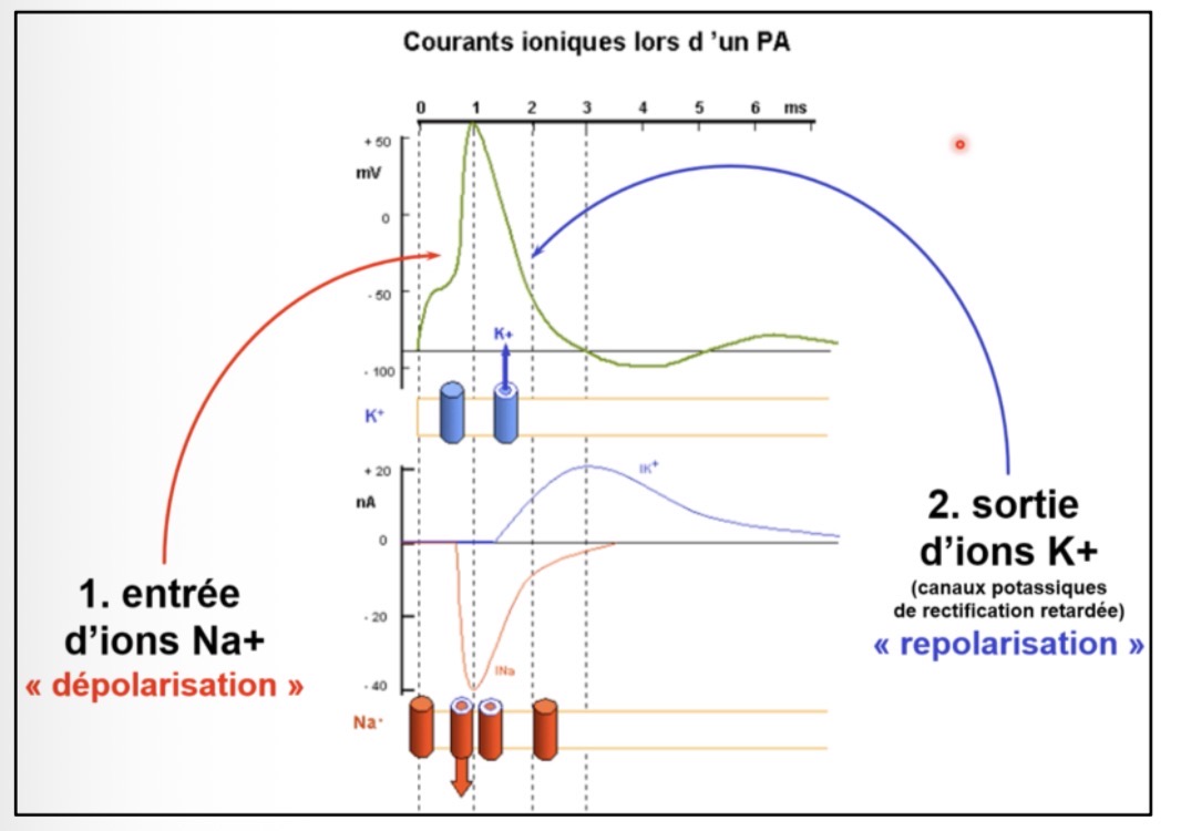 <p>Repolarisation massive par sortie d’ions K+ via des canaux potassiques (Kv)</p>
