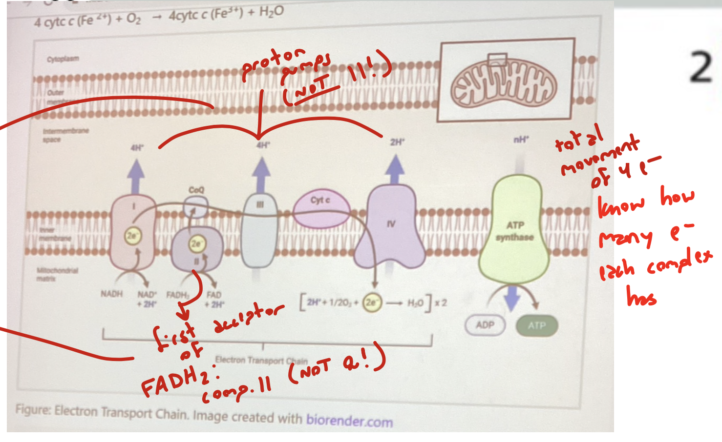 <p>it feeds electrons from Complex II to Q through C</p>