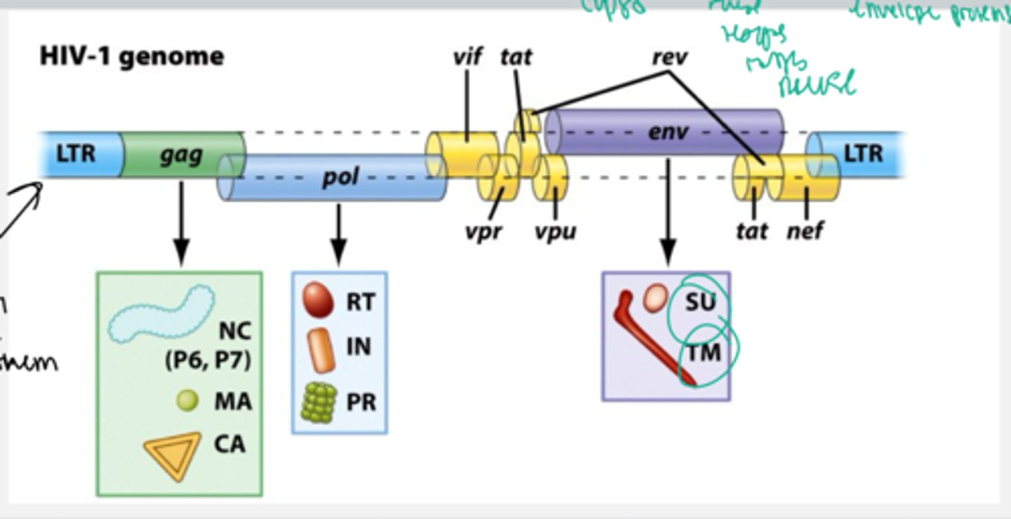 <p>HIV ___ consists of 2 identical copies of + RNA</p><ul><li><p>It contains two LTR (long terminal repeat) regions that circles the genes coding for proteins in the HIV genome. </p></li><li><p>Within the genome there are </p><ul><li><p><strong>Gag genes:</strong> which are transcribed into <strong>capsid proteins</strong>. </p></li><li><p><strong>Polymerase(pol) genes: </strong>which encodes reverse transcriptase, integrase, and protease. </p></li><li><p><strong>Envelope(Env) genes: </strong>which encode envelope proteins like the spike proteins TM and SU.</p></li></ul></li></ul><p></p>