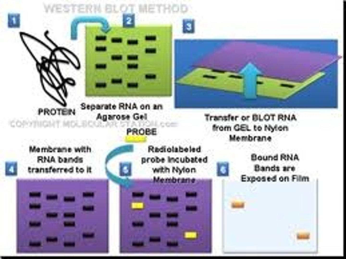 <p>This protein seperation technique (sometimes called the protein immunoblot) is a widely used analytical technique used to detect specific proteins in the given sample of tissue homogenate or extract. It uses gel electrophoresis to separate native or denatured proteins by the length of the polypeptide (denaturing conditions) or by the 3-D structure of the protein (native/ non-denaturing conditions). The proteins are then transferred to a membrane (typically nitrocellulose or PVDF), where they are probed (detected) using antibodies specific to the target protein.</p><p>There are now many reagent companies that specialize in providing antibodies (both monoclonal and polyclonal antibodies) against tens of thousands of different proteins. Commercial antibodies can be expensive, although the unbound antibody can be reused between experiments. This method is used in the fields of molecular biology, biochemistry, immunogenetics and other molecular biology disciplines.</p>