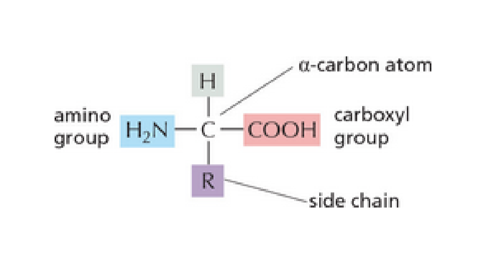 <p>Alpha carbon atom, amino group, carboxyl group, R group side chain, H atom</p>