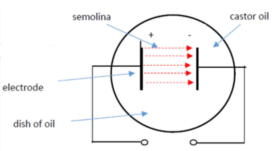<ol><li><p>Turn on the power supply.</p></li><li><p>Sprinkle semolina powder over the electrodes</p></li><li><p>Observation: Semolina forms electric field pattern</p></li></ol>