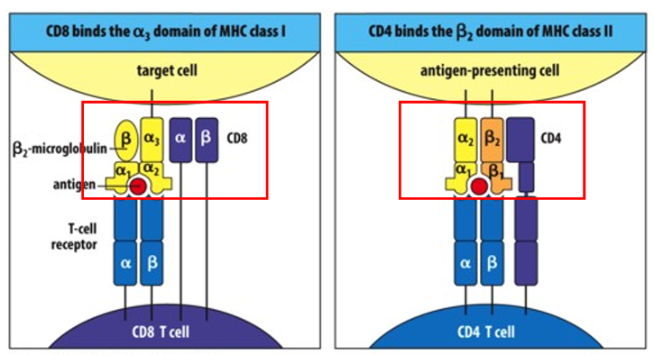 <p>1. MHC class I: all nucleated cells, receptors for CD8 activation – presents intracellular antigens (viruses, cancer). </p><p>2. MHC class II: present on specialized cells to bind to CD4, links macrophages to helper T cells</p>