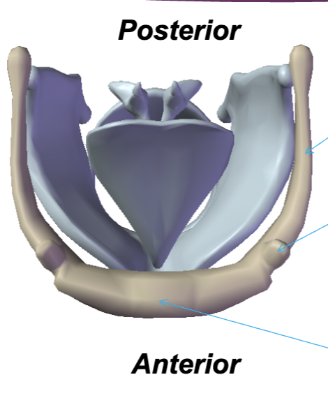 <p>Where are the parts of the hyoid bone from top to bottom?</p>