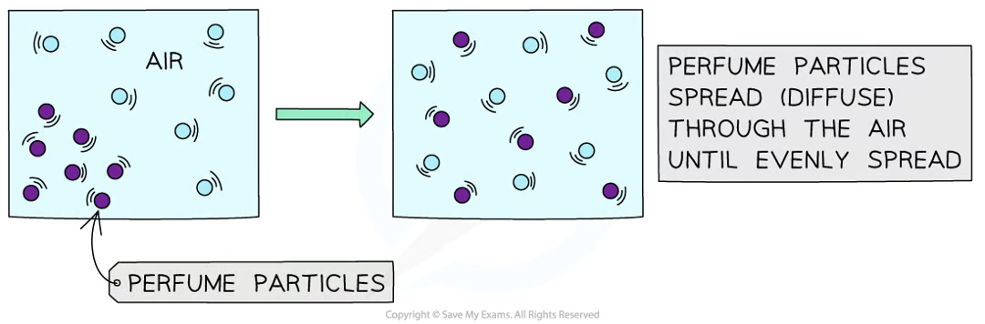 <p>Passive movement of particles from a region of higher to lower concentration, down a concentration gradient</p><ul><li><p>random, but results in spreading out of particles until they are at even conc. throughout the available space</p></li><li><p>passive since it doesn’t require energy, particles have kinetic energy </p></li></ul><p></p>
