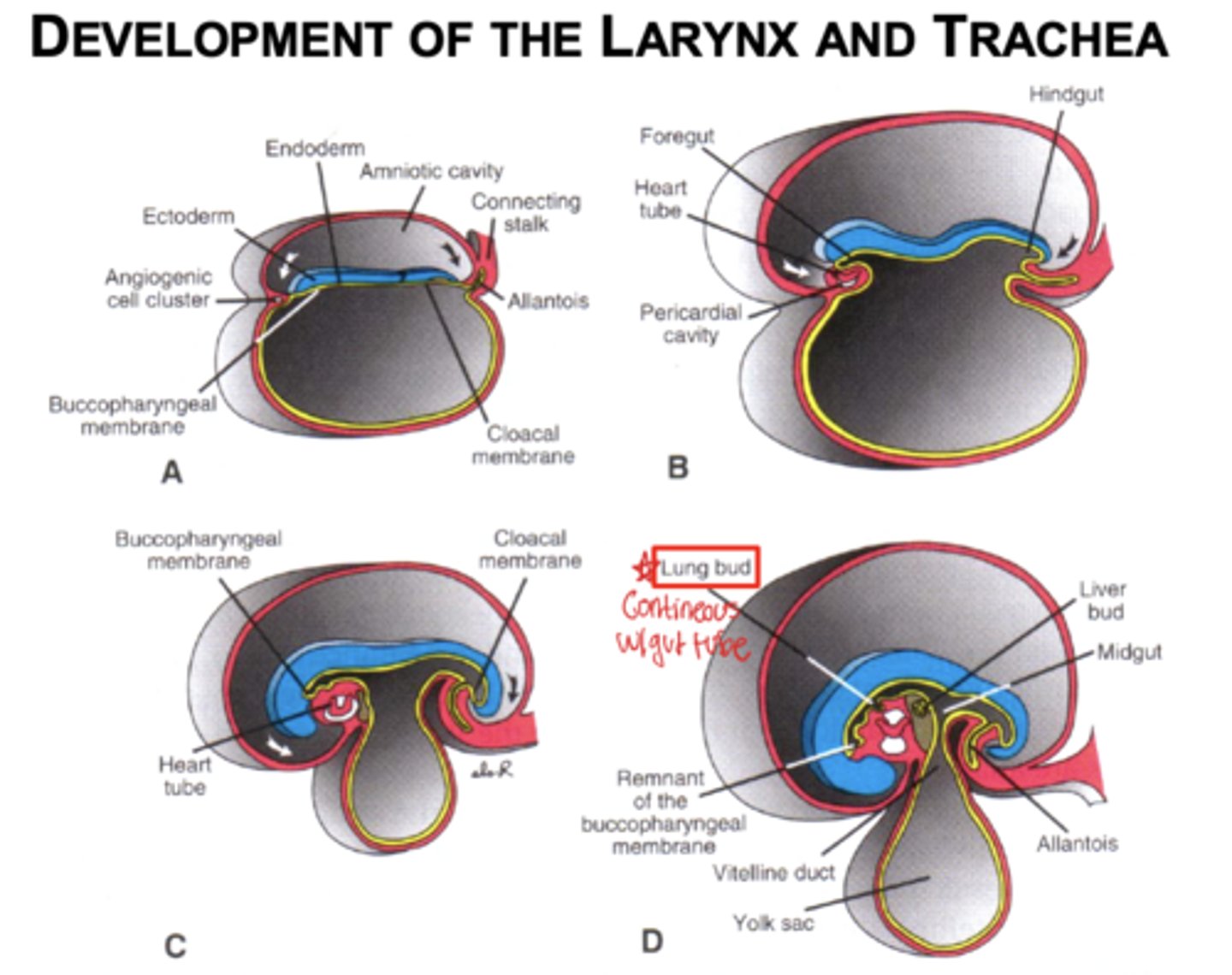 <p>lung bud its a dome-shaped structure that appears on the ventral wall of the foregut and will develop into the lungs.</p>