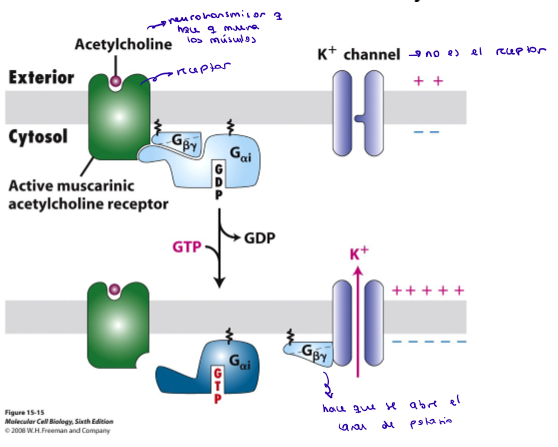 <ol><li><p>La acetilcolina (neurotransmisor) se une a receptor de la membrana asociado a la proteína G. El canal de potasio permanece cerrado.</p></li><li><p>GDP pasa a ser GTP, y el trímero se disocia.</p></li><li><p>La subunidad beta-gamma se une al canal de potasio, abriéndolo.</p></li></ol><p></p>