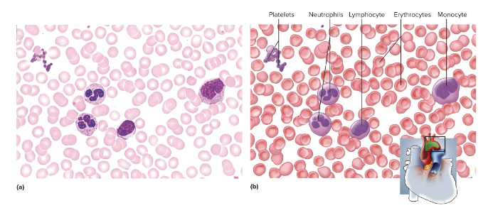 <p>Plasma</p>