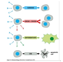 <p>They can interact and different responses need diff combinations of signal </p><p></p>