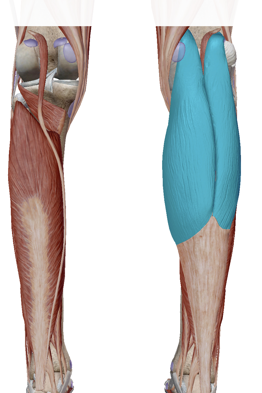 <p>Identify the highlighted muscle</p>