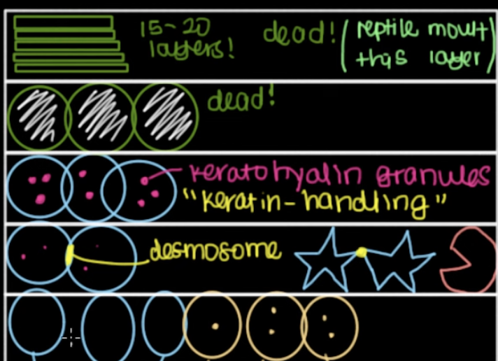 <p>five stratums of epidermis</p>