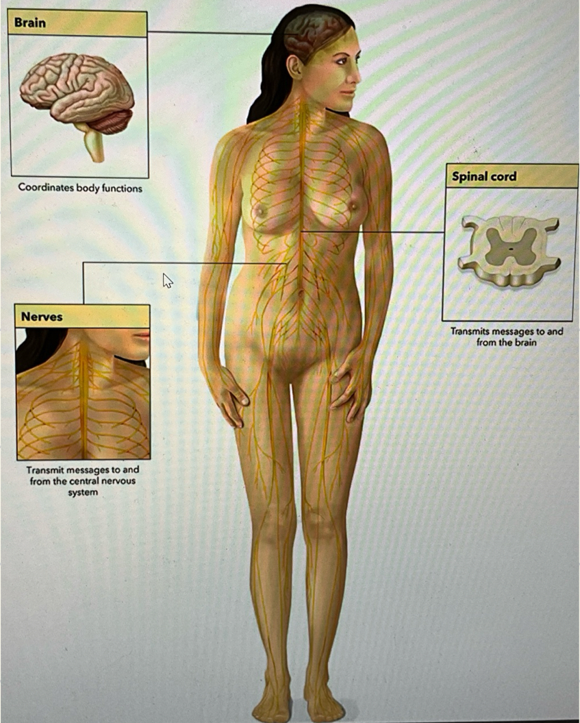 <p>the division of the peripheral nervous system that controls involuntary motor functions</p>