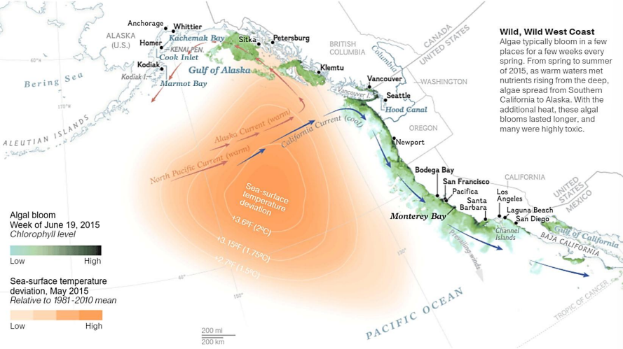 <p><strong><u>Heat Waves</u></strong></p><ul><li><p><strong>A heat wave </strong>is an extended period of <span style="color: red"><strong>abnormally HIGH temperatures</strong> that exceeds historical climate norms for a given region</span>, significantly impacting ecosystems, biodiversity, and ecological processes.</p></li></ul><ul><li><p>We will experience more frequent, more severe heat waves in the future due to warming (IPCC, high confidence)</p></li><li><p>This puts certain human groups and many animal &amp; plant populations at risk</p></li><li><p><span style="color: blue">Effects in the ocean are particularly</span> <span style="color: red">complex during <strong>marine heat waves (MHW)</strong></span></p></li></ul><p></p><p><strong><u>There have been significant marine heat waves (MHW) in the 21st century</u> (</strong><span style="color: rgb(7, 224, 245)"><strong>GRAPH 1</strong></span><strong>)</strong></p><ol><li><p>Especially in the Pacific Ocean in 2015/16 known as “Ze Blob” where it affected the coast of Alaska down across the US &amp; Mexican coast eventually reaching near the equator</p><ul><li><p><span style="color: blue">This featured an </span><span style="color: red"><strong>increase of roughly 3-5 degrees Celsius</strong></span><span style="color: blue"> of sea surface temperature</span></p></li></ul></li><li><p>In 2003 in the Mediterranean Sea</p></li><li><p>In 2011 off the coast of Australia</p></li><li><p>In 2012 off the coast of Canada and Greenland</p></li><li><p>In 2015/16 off of Australia and New Zealand</p><p></p></li></ol><p><strong><u>WHAT IS ZE BLOB OF 2015?</u> (</strong><span style="color: rgb(10, 210, 236)"><strong>GRAPH 2</strong></span><strong>) AKA “2014-16 NORTH PACIFIC MARINE HEATWAVE”</strong></p><ul><li><p>Starting in late 2013, a (<em>Dr. Stephen</em>) Strange patch of warm water formed in the Gulf of Alaska</p></li><li><p><span style="color: yellow"><strong>Caused by an atmospheric high-pressure system (nicknamed the “Ridiculously Resilient Ridge”</strong></span>), that <span style="color: blue">PREVENTED winds from blowing over the ocean</span> <span style="color: red">at that spot and caused heat to <strong>BUILD UP</strong></span></p></li><li><p><span style="color: red"><strong><u>Sea temps PEAKED at almost 6°C above average</u></strong></span></p></li><li><p>MAX AREA: warm water covered about 3.5 million square miles in the Pacific, <span style="color: green"><strong>stretching from Mexico to Alaska</strong></span></p></li></ul><p></p><p><strong><u>Algal Bloom Type Beat</u></strong></p><ul><li><p>Algae typically bloom in a few places for a few weeks every spring.</p></li><li><p>From Spring-to-Summer of 2015, <span style="color: green">as warm waters met nutrients rising from the deep, algae spread from Southern California-to-ALASKA</span></p></li><li><p><span style="color: red"><strong>With the additional heat</strong></span>, these algal blooms were able to<span style="color: green"><strong> last longer near Alaska where they would typically be unable to survive</strong></span></p></li><li><p>Many of these longer-lasting algal blooms were HIGHLY TOXIC</p></li></ul><p></p><p><strong><u>How was Ze Blob Sustained?</u></strong></p><ul><li><p>The <span style="color: blue"><strong>Alaska Current</strong>, which moves NORTHWARD </span>along the Pacific coast, <span style="color: red">WARMED as it transported heat from <em>Ze Blob</em> into higher latitudes.</span></p><ul><li><p>Northward, carrying warmer water from Ze Blob to Alaska</p></li></ul></li><li><p><span style="color: red">Meanwhile, the <strong>California Current</strong>, a <strong>SOUTHWARD-flowing</strong></span> <span style="color: blue">COLD-water current, experienced <strong>enhanced upwelling</strong> </span>(bringing deep, cold water to the surface), KEEPING it <strong>relatively COOLER </strong>despite regional warming.</p><ul><li><p>Southward, carrying colder water got even colder due to increased upwelling</p></li><li><p>South water prevented from warming by California Current</p></li></ul></li></ul><p></p><p><strong>The Blob</strong> (a marine heatwave in the North Pacific from 2013–2016), the <strong>North Pacific Current</strong> split into:</p><ol><li><p><strong>The warm Alaska Current</strong> – which transported <strong>warmer-than-usual water northward</strong> toward Alaska.</p></li><li><p><strong>The cold California Current</strong> – which typically brings <strong>cool, nutrient-rich water southward</strong> along the U.S. West Coast but was <strong>weakened and displaced offshore</strong> during The Blob.</p></li></ol><p><strong>Why Did This Happen?</strong></p><ul><li><p><strong>The Blob</strong> created a large <strong>HIGH PRESSURE (Ridiculously Resilient Ridge) system</strong>, reducing storm activity and weakening ocean mixing.</p></li><li><p>This led to <strong>WARMER , stagnant surface waters</strong> in the North Pacific, disrupting normal circulation patterns.</p></li><li><p>As a result, <strong>warmer waters intensified the Alaska Current</strong>, while the <strong>California Current WEAKENED (typically bringing cold down)</strong>, allowing warm waters to persist along the U.S. West Coast, contributing to marine ecosystem disruptions</p></li></ul><p></p><p><strong><u>Warmer Deep Water</u></strong></p><ul><li><p>Heat extended to ocean depths of 1300 feet in some places</p></li><li><p>A temperature rise of EVEN A SINGLE DEGREE can disrupt an ecosystem</p></li><li><p><span style="color: yellow">Heat remains DEEP in the ocean, even though the surface cooled slightly in late 2015.</span></p></li></ul><p></p><p><strong><u>A Refuge From the Heat</u></strong></p><ul><li><p><span style="color: red"><strong>As waters warmed,</strong></span> wildlife moved<span style="color: yellow"> from the warming Pacific Ocean</span> <span style="color: green">INTO Monterey Bay inside of Northern California to feed in cool, nutrient-rich water rising from the deep canyon</span></p></li><li><p>In 2015, high concentrations of toxic algae lasted LONGER THAN USUAL harming animals and making some shellfish UNSAFE TO EAT</p><ul><li><p><span style="color: rgb(17, 232, 177)"><strong><em>Sustained toxic bloom in 2015 in Monterey Bay</em></strong></span></p></li></ul></li></ul><p></p><p><strong><u>MARINE ORGANISMS SHIFTING</u></strong></p><ul><li><p><strong><u>“Market Squid” </u></strong>are usually off coast of Cali/Mexico, but as ocean temperatures warm, they have pushed into Alaska where conditions are becoming more suitable for them (also warm)</p><ul><li><p>Go north for extra warm, <span style="color: red"><strong>OVERFILLING</strong></span></p><ul><li><p>Expanding geographic range</p><p></p></li></ul></li></ul></li><li><p>A variety of marine organisms washed ashore in large numbers such as the Portuguese Man-of-War</p><ul><li><p>Some are already DEAD</p></li><li><p>Or they are weakened, end up getting too close to shore, and then end up getting washed onto shore in a weakened state</p><p></p></li></ul></li><li><p><strong><u>SEA OTTERS </u></strong>in Alaska are experiencing large DIE-OFFS due to a combination of factors, including predation by orcas, disease, environmental changes, and food scarcity linked to ecosystem disruptions.</p><p><br><strong><u>Sea Lions</u></strong> are becoming increasingly <em>EMACIATED </em>near Laguna Beach (by Orange County)</p><p></p><p>SEA OTTERS (ALASKA) and SEA LIONS (CALI) BOTH GETTING COOKED</p><p></p></li><li><p><strong><u>Tuna Crabs</u></strong> should be in the middle of the ocean but are beginning to appear near Monterey Bay</p><ul><li><p>Drifting towards shore to cool down, UNDERFILLING</p><ul><li><p>Their previous niche is inadequate for them</p></li></ul></li></ul><p></p></li></ul><p><strong><u>From 2015-16, from tens to hundreds mostly of Murre bird deaths along west coast of United States.</u></strong></p><ul><li><p>Dying in hundreds along West Coast USA</p></li><li><p>Dying up to the tens of thousands along gulf of Alaska</p></li><li><p>As you go up, MORE DIE!</p></li><li><p><strong>The cause of death in all cases was</strong><span style="color: red"><strong> starvation due to food web changes caused by Ze Blob,</strong></span><strong> a pool of unusually hot water linked to climate change.</strong></p></li></ul><p></p>