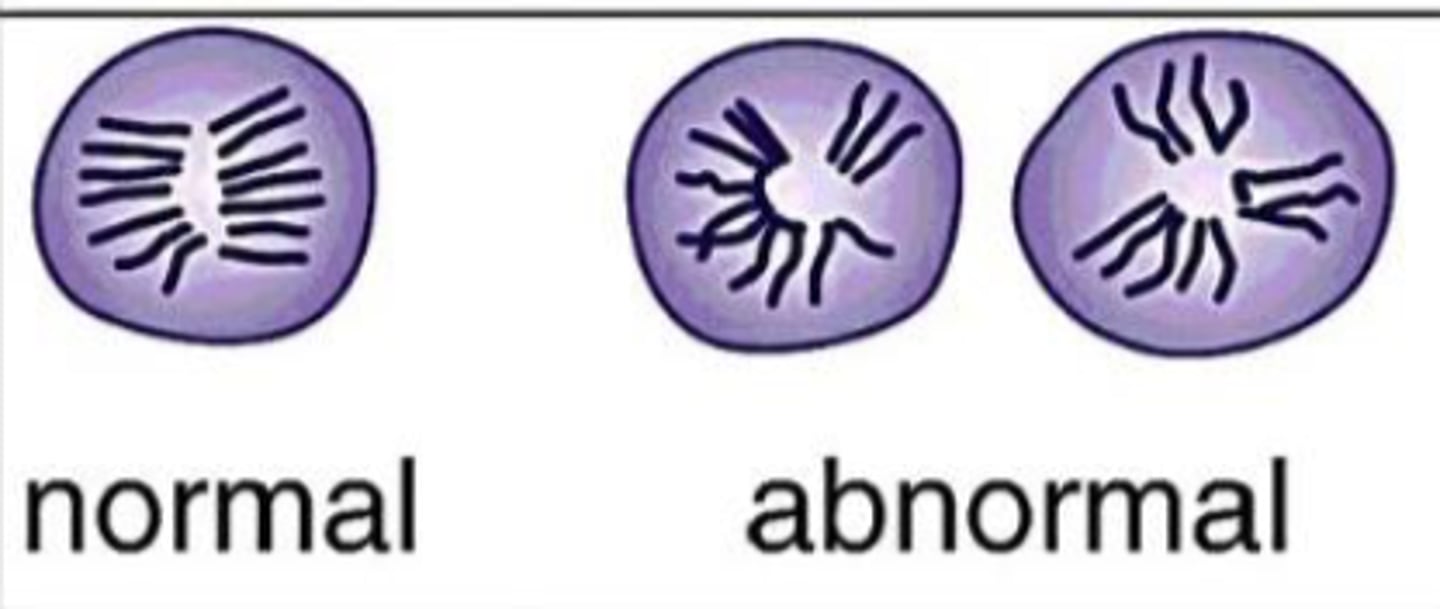 <p>What is seen in these cells?</p>