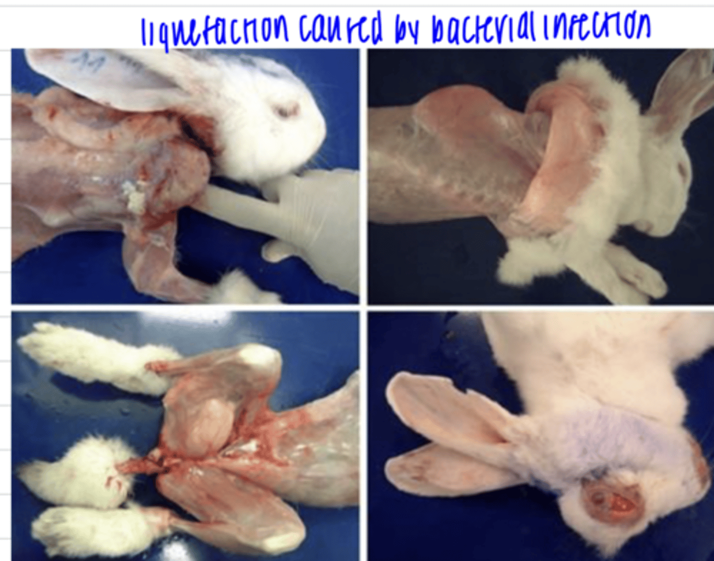 <p>in the CNS, the spaces that are left will fill with lipidic remains and fluids</p><p>in other tissues, it will become an abscess, which can even become caseous if the liquid is lost or hardens</p>