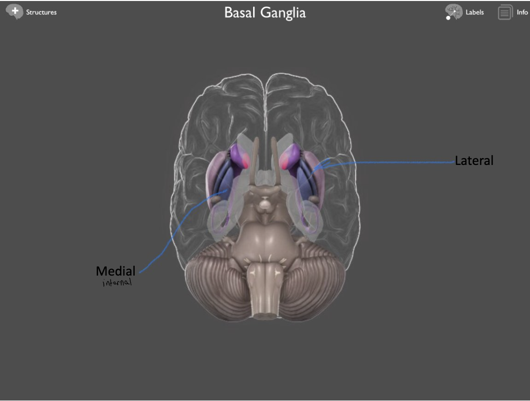 <ul><li><p class="Paragraph WhiteSpaceCollapse SCXP102482757 BCX0"><span>Medial (internal)</span><span style="font-family: Calibri, Calibri_EmbeddedFont, Calibri_MSFontService, sans-serif">​</span></p></li><li><p class="Paragraph WhiteSpaceCollapse SCXP102482757 BCX0"><span>Lateral (external)</span></p></li></ul><p></p>