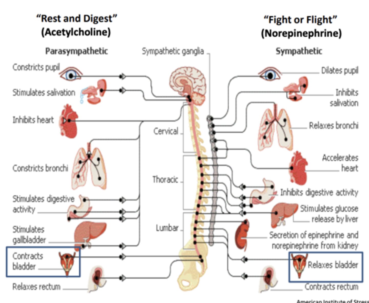 <p>- 2 autonomic muscles</p><p>- detrusor muscle and internal sphincter muscle </p>