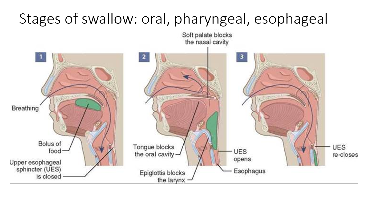 <p>•1. Oral Preparatory Phase </p><p>•2. Oral Transit Phase </p><p>•3. Pharyngeal Phase </p><p>•4. Esophageal Phase</p>