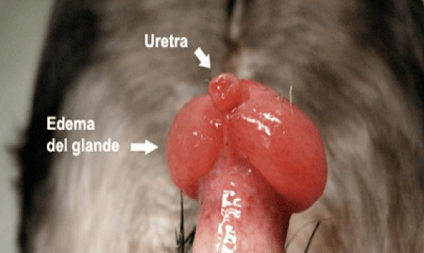 <p>this animal has a glans of the penis inflammation- what is the medical word for this condition?</p>