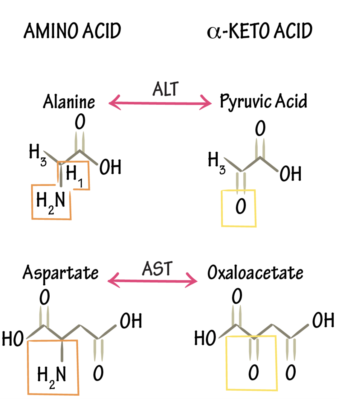<p>_ interconverts an AA and a α-ketoacid</p>