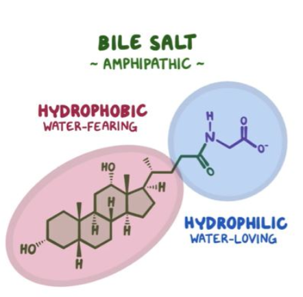 <p>bile salts have both hydrophobic and hydrophilic parts</p>