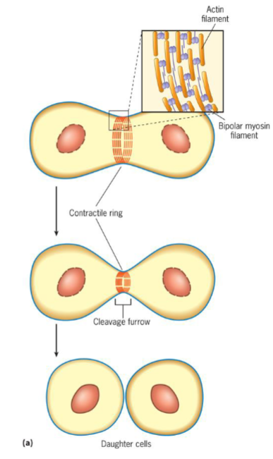 <ul><li><p>suggests that a thin band of actin and myosin filaments generates force to cleave cell</p></li><li><p>site of filament assembly (plane of cytokinesis) determined by signal coming from spindle poles</p></li></ul><p></p>