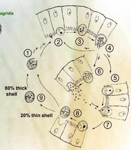 <p>This is the life cycle of?</p>