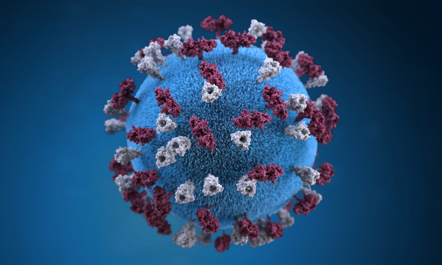 <p>persistent viral infections</p>