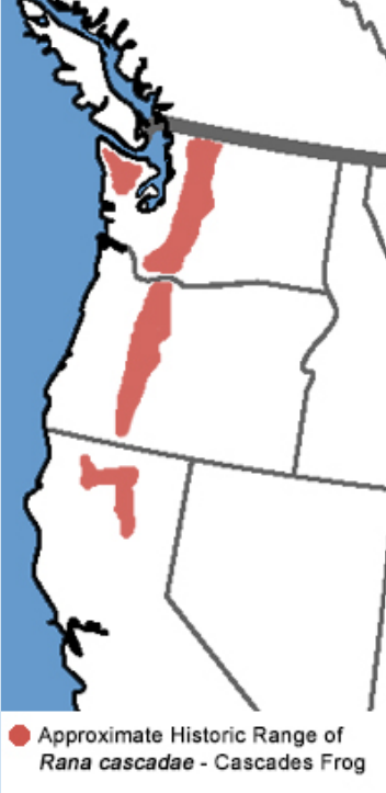 <p>Which Ranidae range</p>
