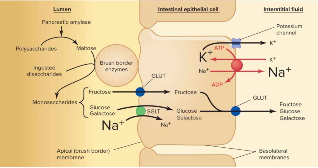 Carbohydrate digestion and absorption in small intestine