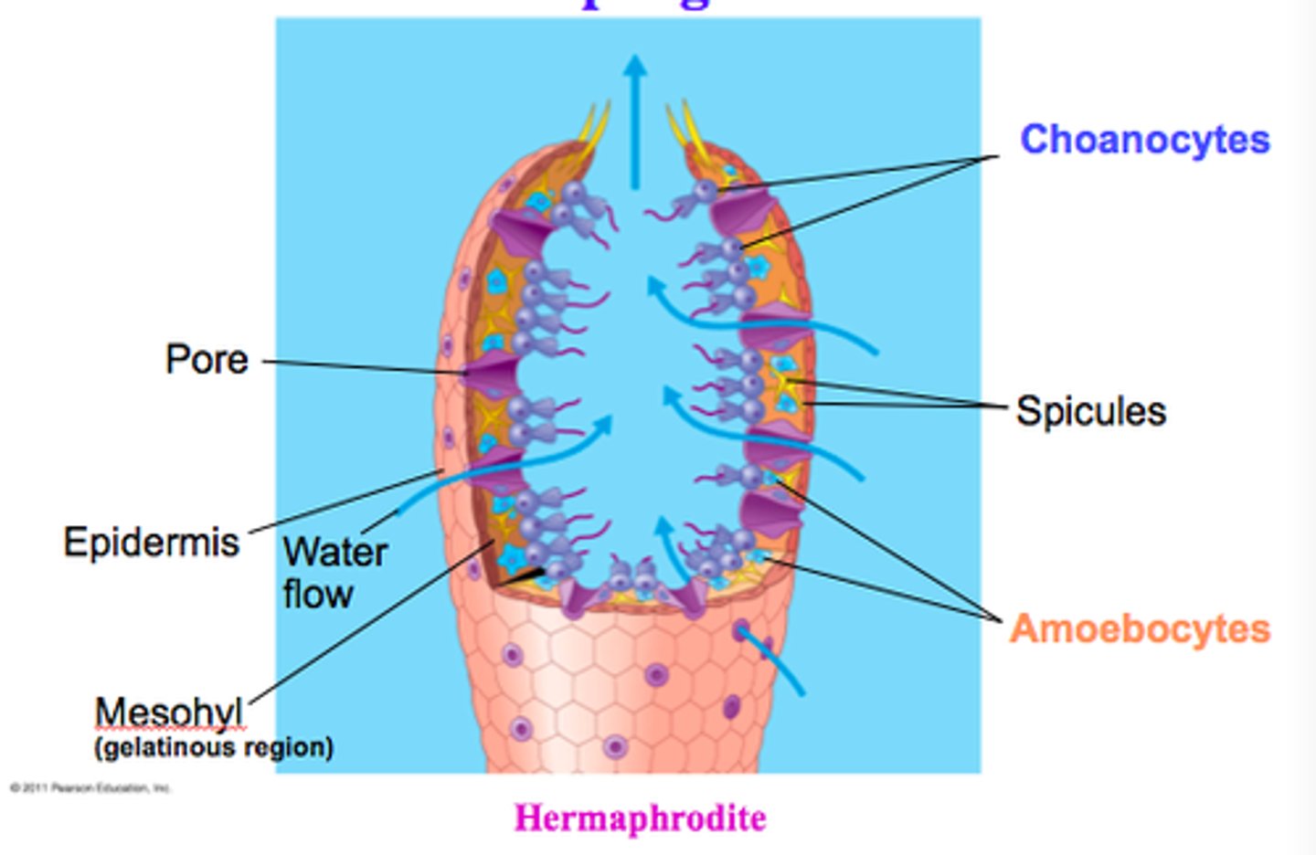 <p>An organism that can produce both sperm and eggs</p>