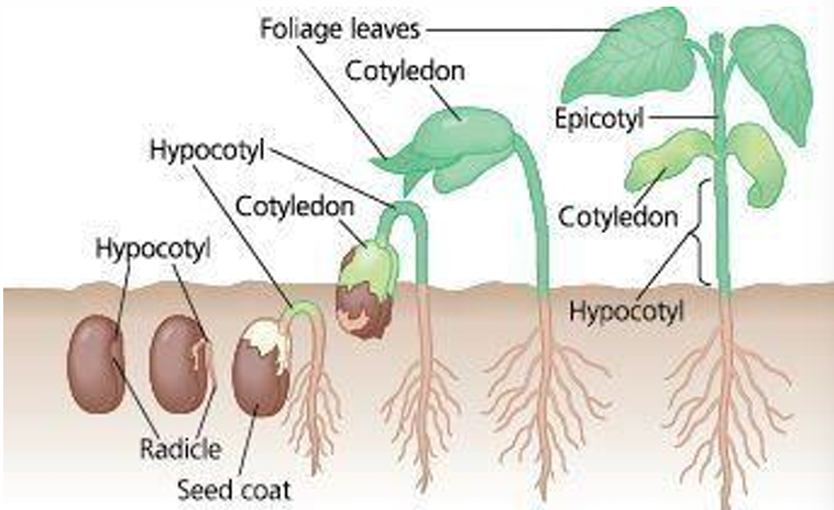 <p>Flowering plants that develop from seeds having two cotyledons</p>
