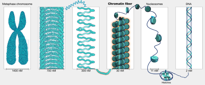 <p>DNA coild around histone proteins</p>