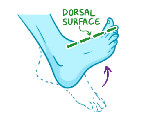 movement of toes towards leg, telapak kaki ke atas