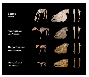 <ul><li><p>Remains of animals and plants found in sedimentary rock deposits give us a record of changes through time.</p></li><li><p>Some extinct species had traits that were transitional between major groups of organisms. The existence of transitional forms confirms that species are not fixed but can evolve into other species over time.</p></li><li><p>Fossils document the existence of now-extinct species, showing that different organisms have lived on Earth during different periods of the planet’s history. They can also help scientists reconstruct the evolutionary histories of present-day species. For instance, some of the best-studied fossils are of the horse lineage. Using these fossils, scientists have been able to reconstruct a large, branching “family tree” for horses and their now-extinct relatives. Changes in the lineage leading to modern-day horses, such as the reduction of toed feet to hooves, may reflect adaptation to changes in the environment.</p></li><li><p><strong>The fossil record, though incomplete, provides information about what species existed at particular times of Earth’s history.</strong></p></li></ul><p></p>