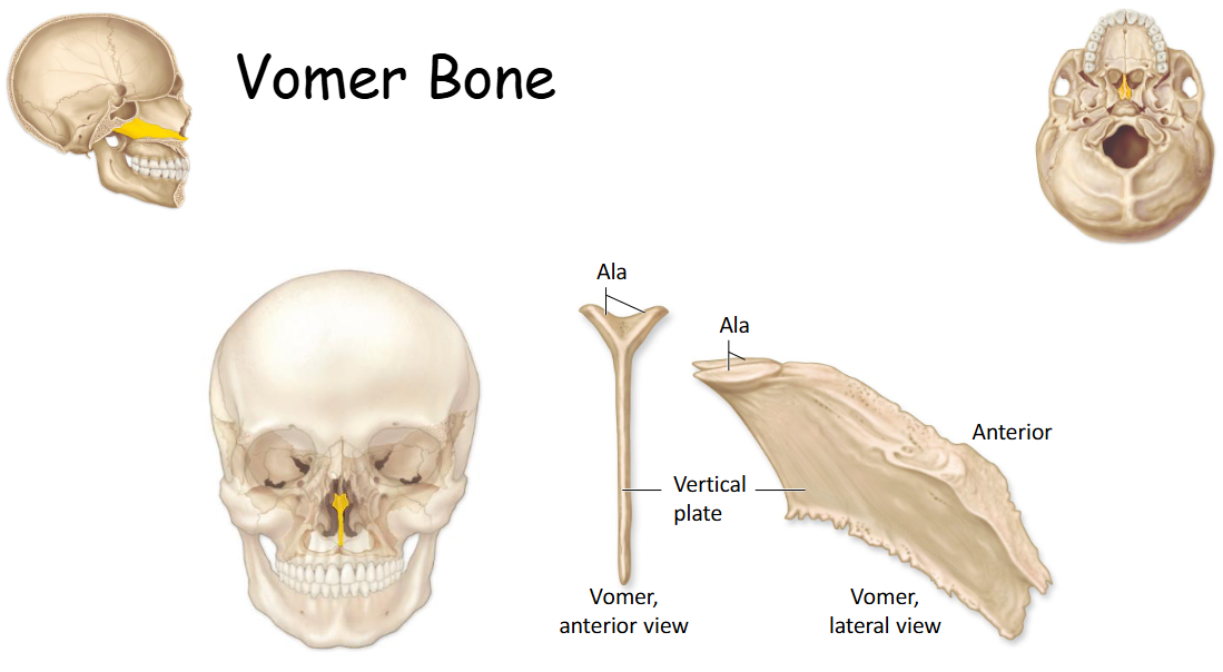 <p>Forms inferior and posterior parts of the nasal cavity. </p>
