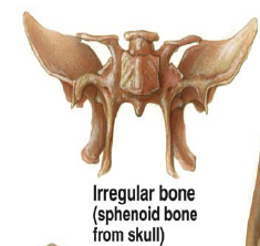 <p>Vertebrae and facial</p>