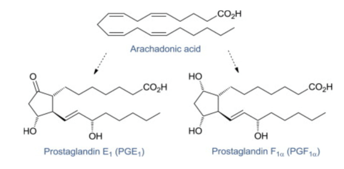 <ul><li><p>Key function</p><ul><li><p>local chemical signaling&nbsp;</p></li></ul></li><li><p>20 carbon compounds derived from arachidonic acid</p></li><li><p>produced in small amounts in tissues</p></li><li><p>act locally</p></li></ul><p></p>