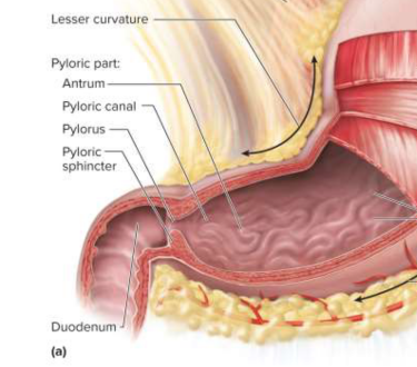 <p>Lesser curvature</p>
