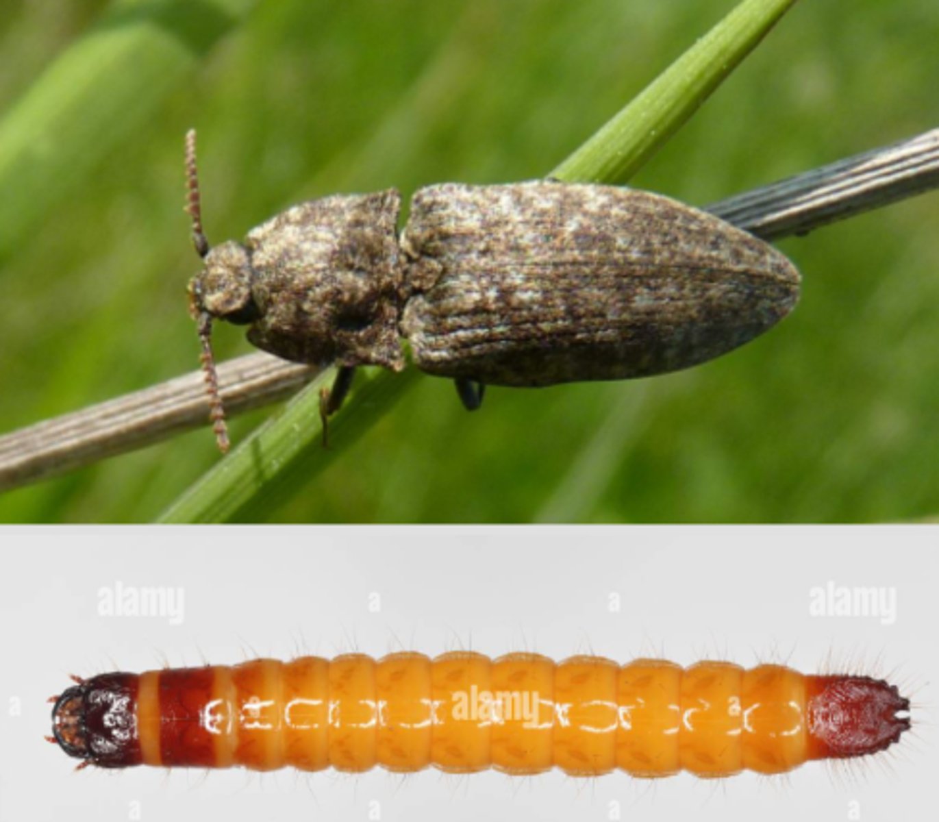 <p>Řád- česky latinsky</p><p>podřád- latinsky česky</p><p>čeleď- česky latinsky</p><p>druh -Česky</p><p>Larva je <strong>apodní</strong> (nemá nohy, ale má vyvinutou hlavu)</p><p>* znát larvu čeledi</p>