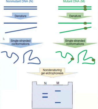 <p>Examples of Techniques used in <strong><span style="color: yellow">Unknown Mutation:</span></strong></p>
