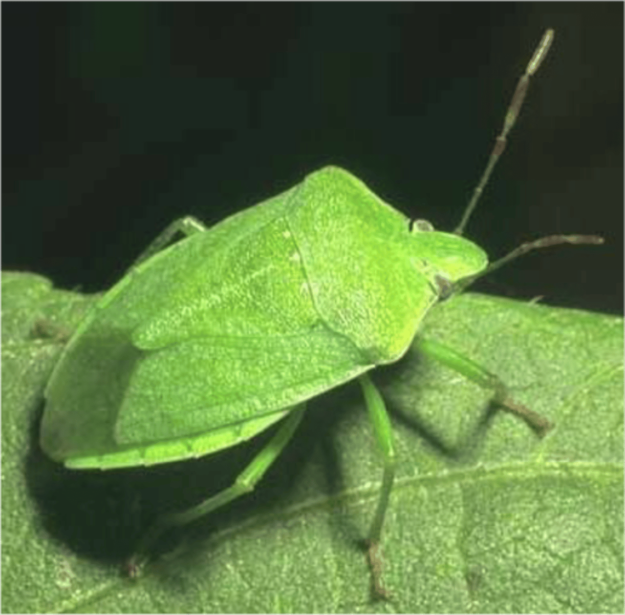 <p>true bugs</p><p>all 3 have 2 pairs of wings, forewing is hemelytra (half elytra, forewing front is hardened), not completely sclerotized, front half hard pronotum enlarged and hemilytera make triangle (scutelum)</p><p>MOUTH + TRIANGLE !!!<br>Predatory</p>