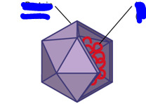 virus structure
3D, 20 sided figure
DNA inside