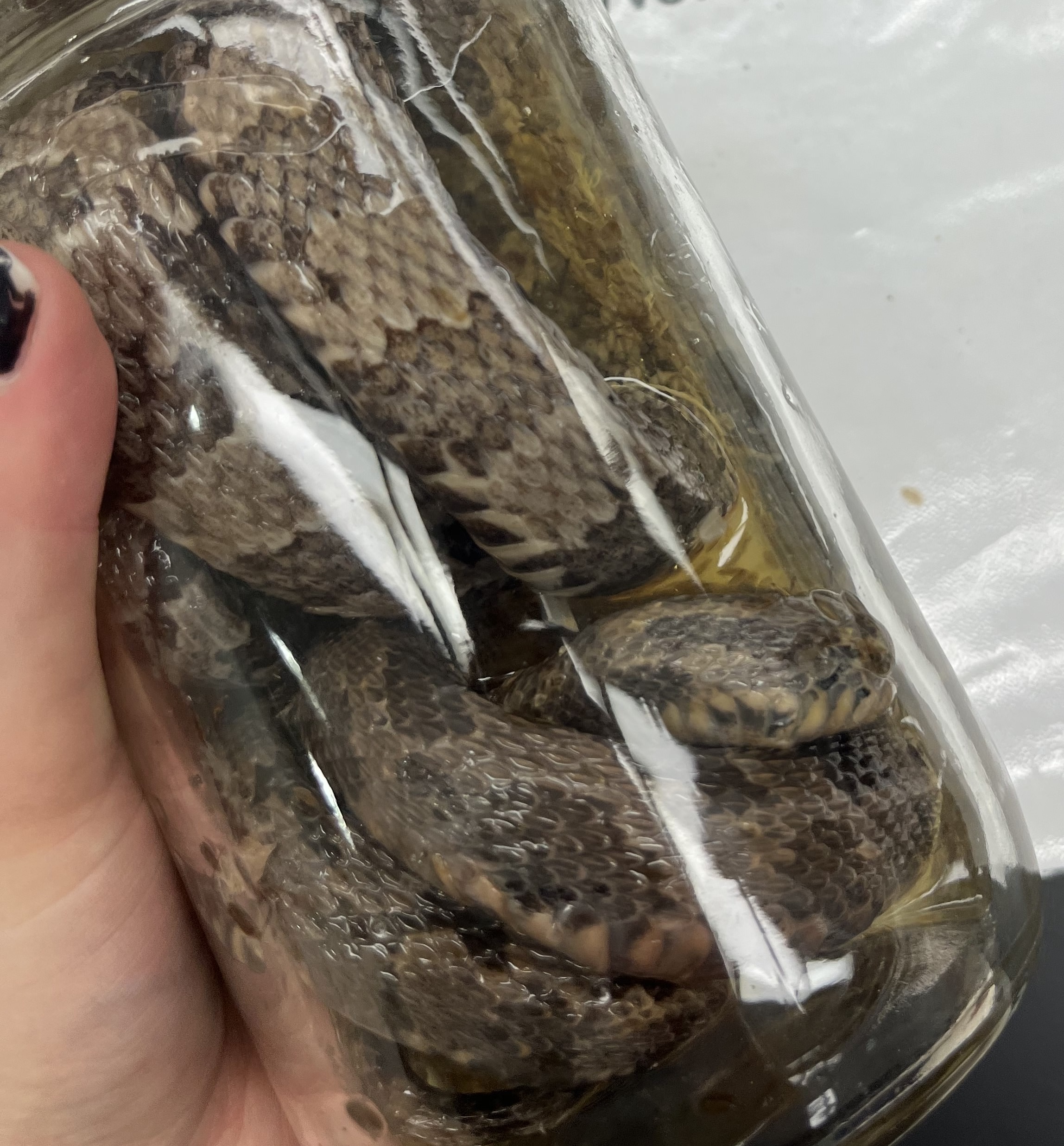 <ul><li><p>brown spots thin outlined in black</p></li><li><p>light brown back</p></li><li><p>keeled scales</p></li><li><p>patterned belly</p></li></ul><p></p>