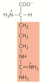 <p>Positive charge</p>